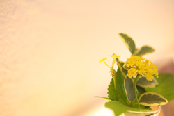 EM珪藻土の施工面